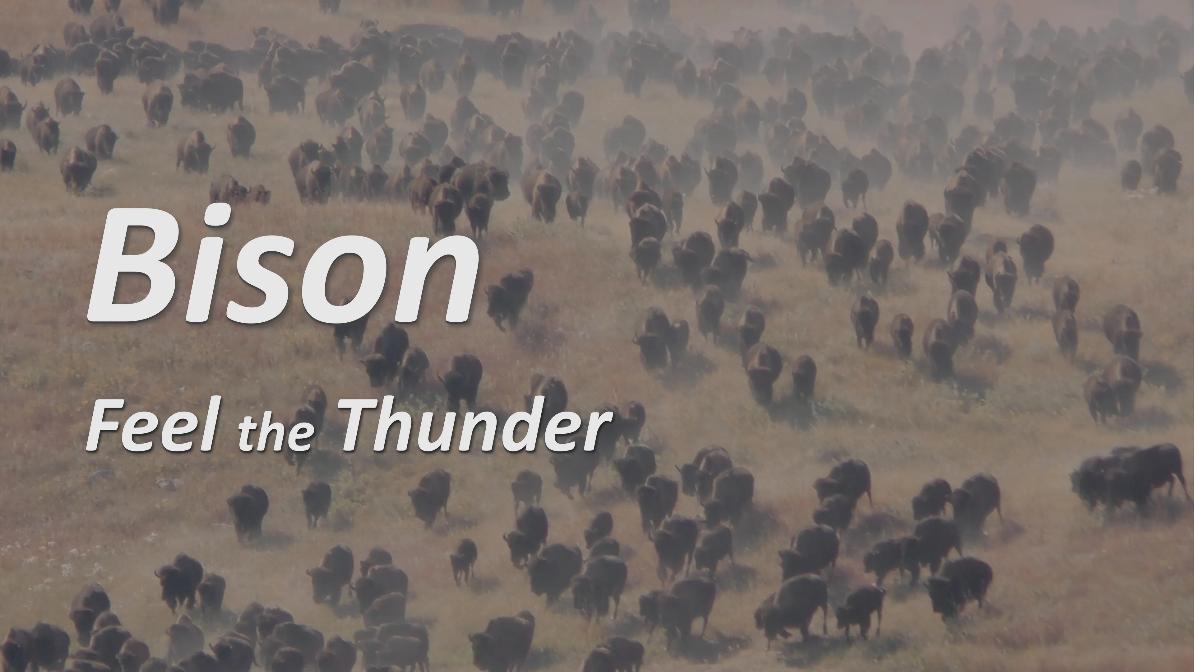Bison - Feel the Thunder poster